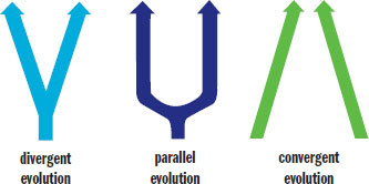 divergent: two arrows moving away from common tail; parallel: two arrows in parallel from common tail; convergent: two arrows approaching each other