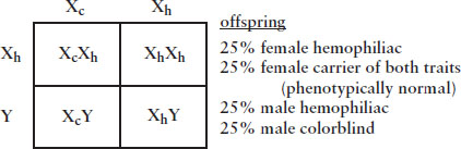 Two by two punnett square of X sub c X sub h crossed with X sub h Y resulting in column 1 squares reading X sub c X sub h and X sub c Y and column 2 reading X sub h X sub h and X sub h Y