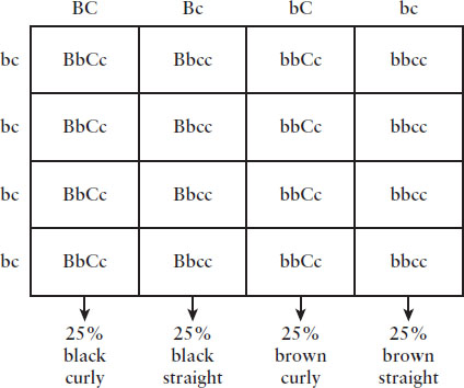 Four by four punnett square of uppercase B, lowercase b, uppercase C, lowercase c crossed with all lowercase bbcc. Phenotype of column 1: 25 percent black curly; column 2: black straight; 3: brown curly; 4: brown straight