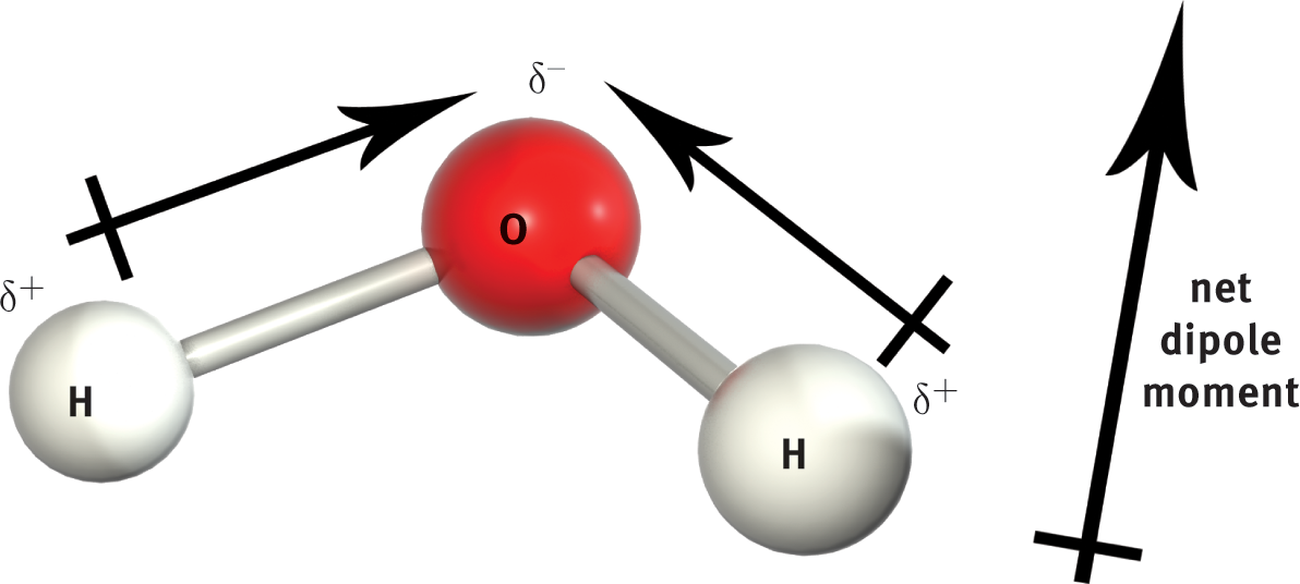 bond dipoles pointing from Hs to central O, adding to form net dipole moment