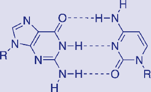 hydrogen bonding between guanine and cytosine
