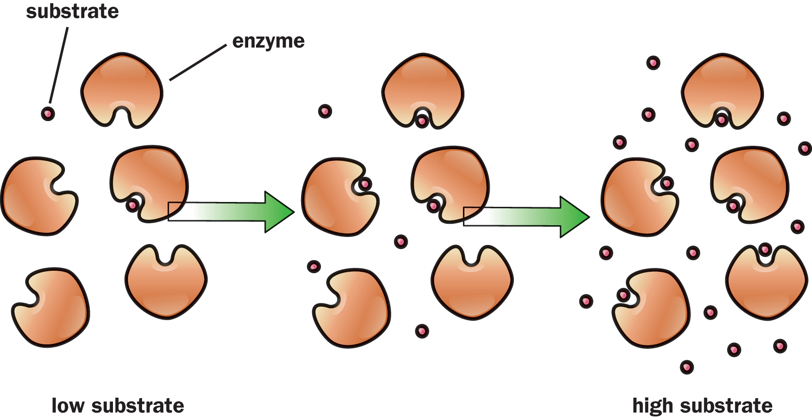 low substrate: many unoccupied enzymes; high substrate: all enzymes occupied, some substrate still left over to be acted upon