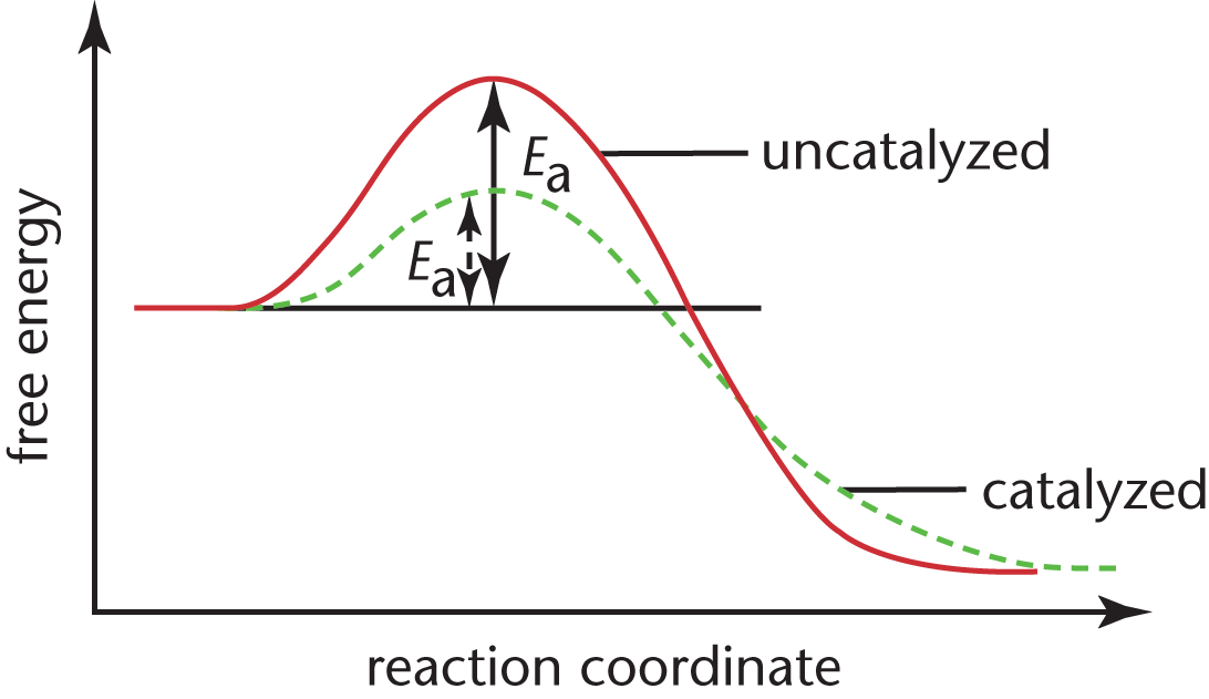 free energy vs. reaction coordinate; activation energy(highest point) increased in catalyzed line but start and end points are the same