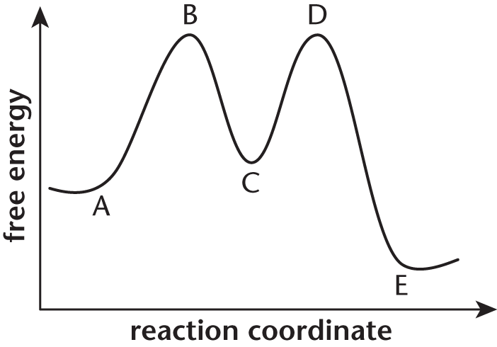 free energy vs. reaction coordinate; line forms two-humped hill. A is before first hump, B is at top of first hump, C is between humps, D is at top of second hump, E is at bottom after second hump; B is equal to D; C is higher than A, which is higher than E