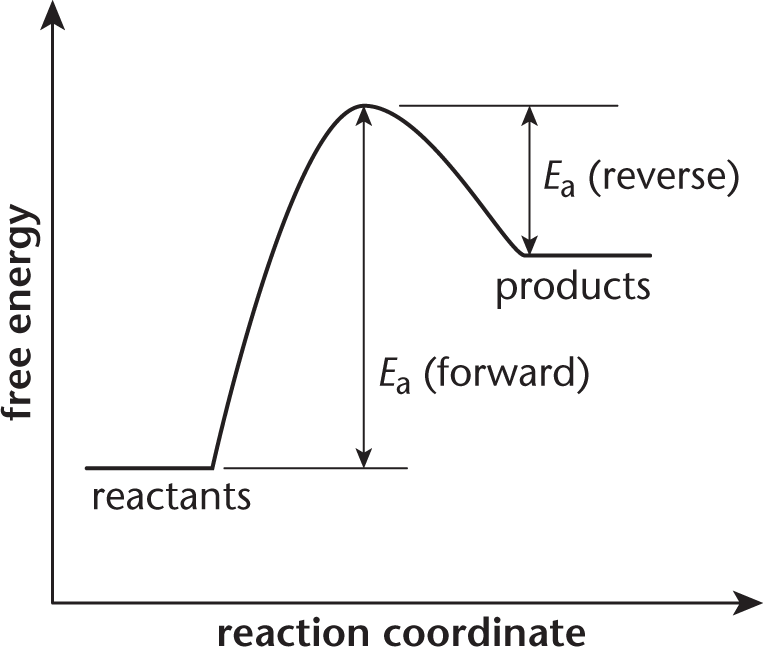 free energy vs. reaction coordinate; line creates a hill and ends up at a higher point than its starting point; activation energy for forward and reverse reactions labeled