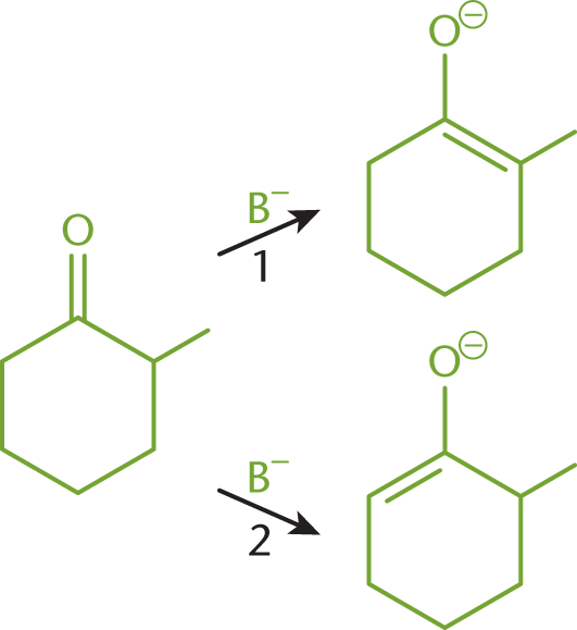 2-methylcyclohexanone forming double bond between C-1 and C-2 (product 1) or between C-1 and C-6 (product 2)