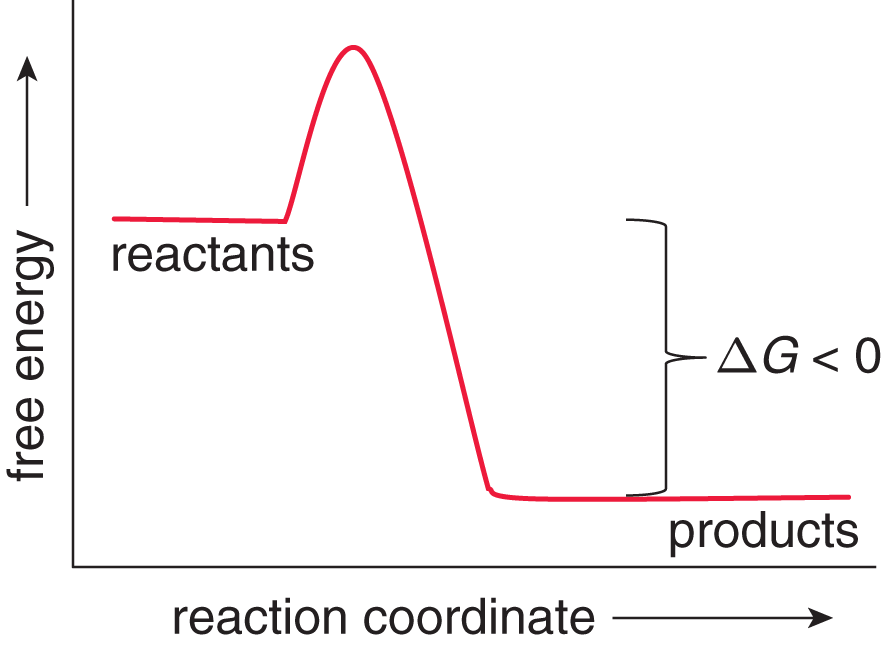 free energy vs. reaction coordinate; products is lower than reactants; negative delta-G labeled