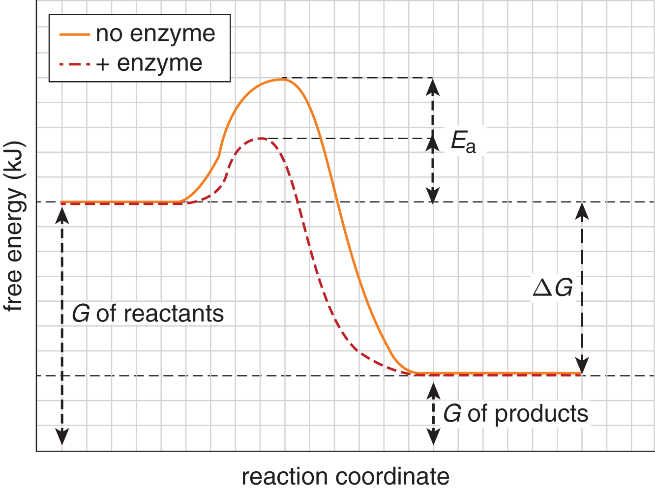 free energy vs. reaction coordinate; reaction with enzyme has lower peak but same starting and ending points
