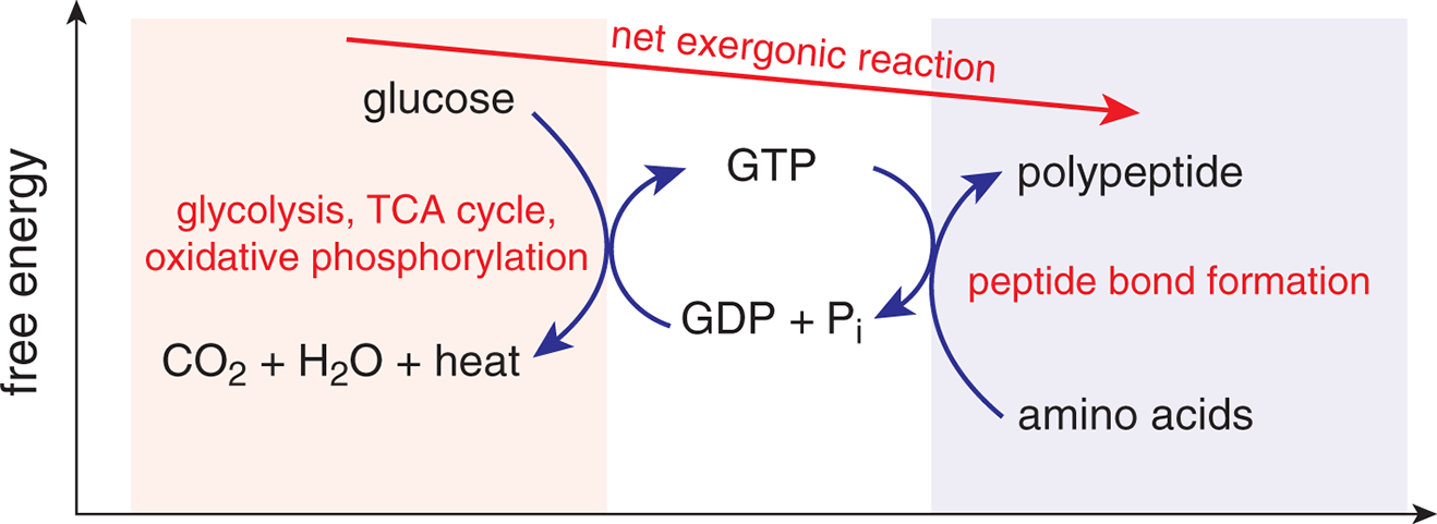 change in free energy of combusting glucose is used to convert GDP and inorganic phosphate into GTP; which is then broken back down as amino acids and formed into polypeptides; a net exergonic reaction