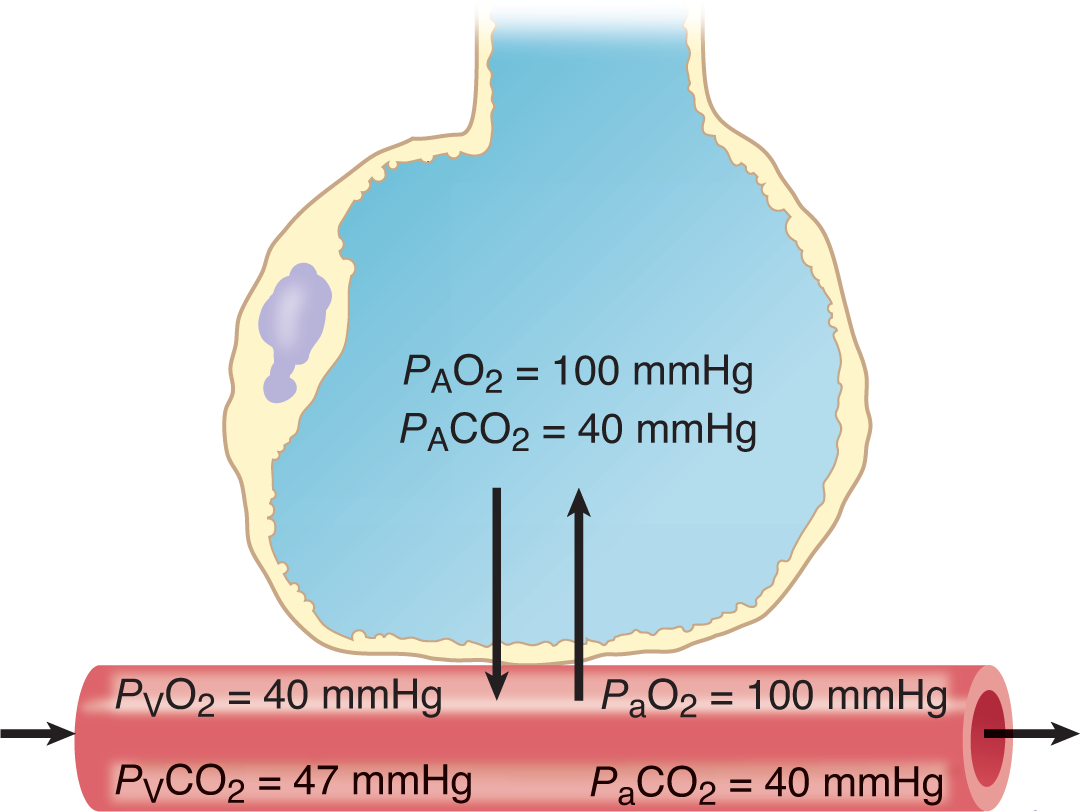 alveolar: O2 = 100 mmHg, CO2 = 40; venous: O2 = 40, CO2 = 47; arterial: O2 = 100, CO2 = 40