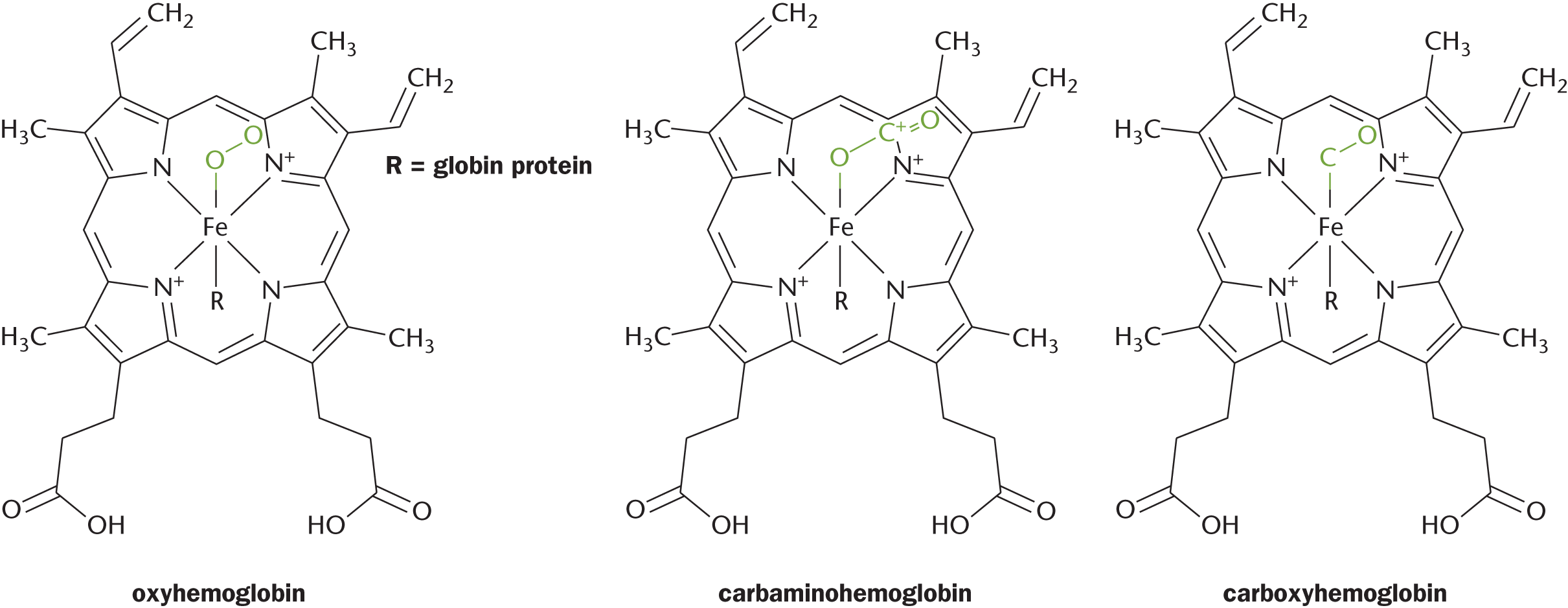 large complexes with central iron atom; O2 bonded is oxyhemoglobin, CO2 is carbaminohemoglobine, CO is carboxyhemoglobin