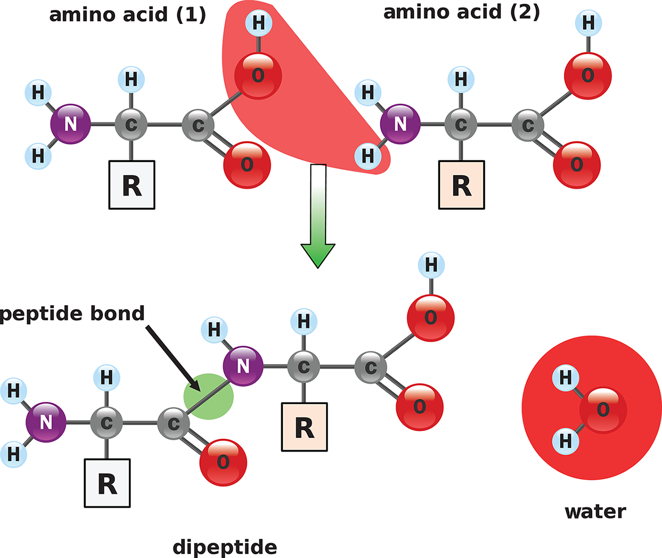 two amino acids form peptide bond and water