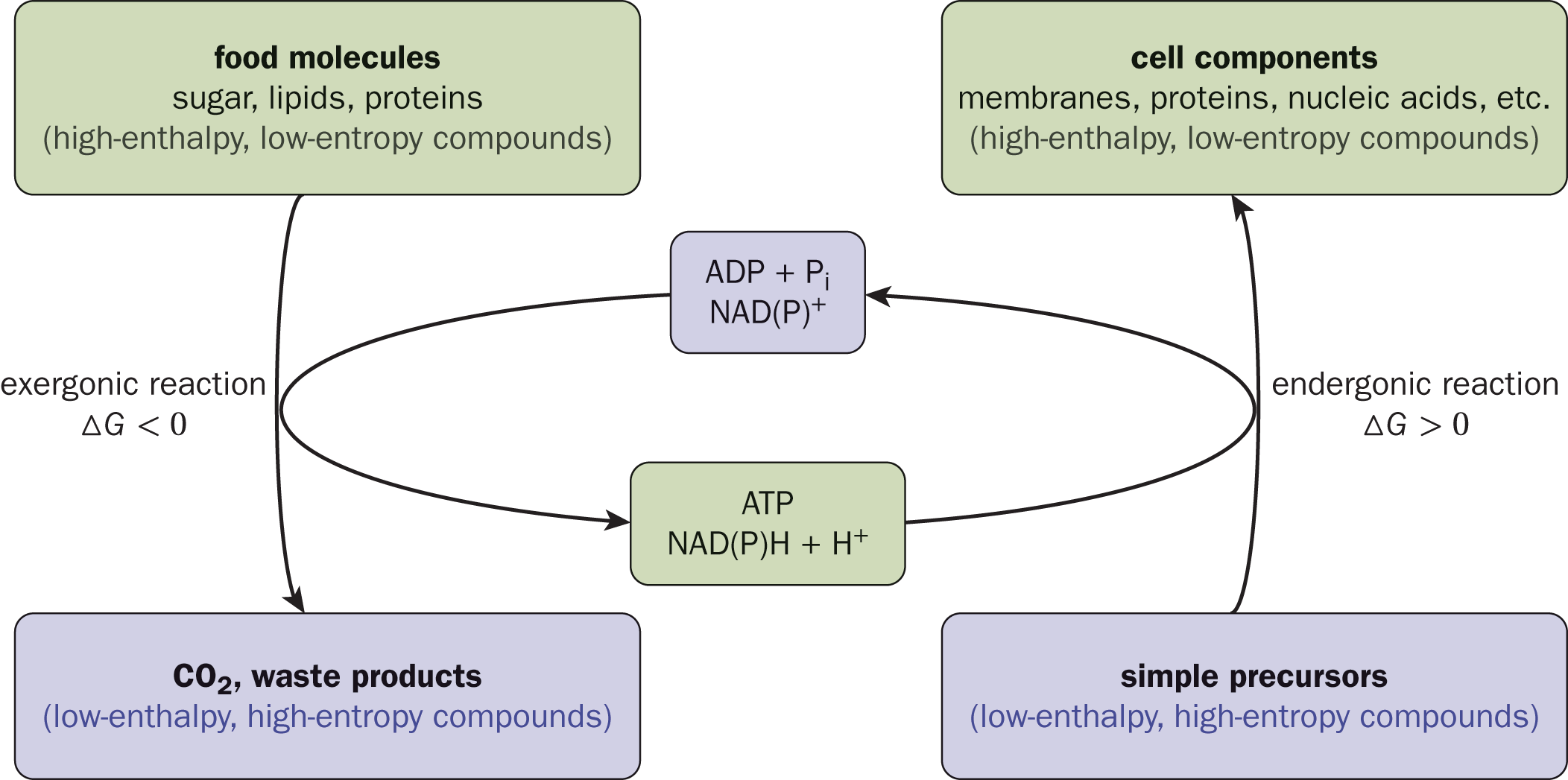 energy transfered from food molecules to ATP, NAD(P)H, and then transfered to cell components