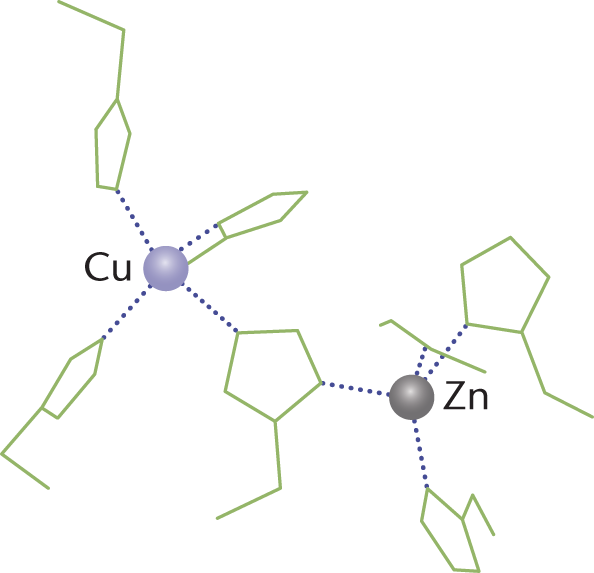 copper and zinc atoms creating bonds to various groups in active site of an enzyme