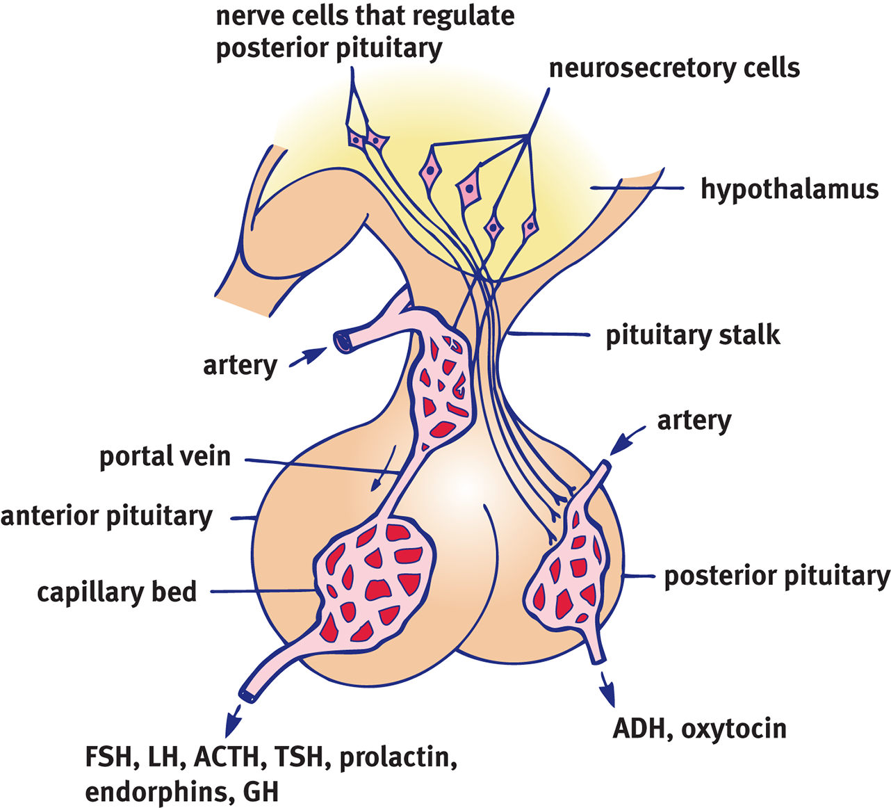 hypothalamus releases hormone into portal vein that carries hormone to capillary bed in anterior pituitary, or regulates posterior pituitary through neurons directly
