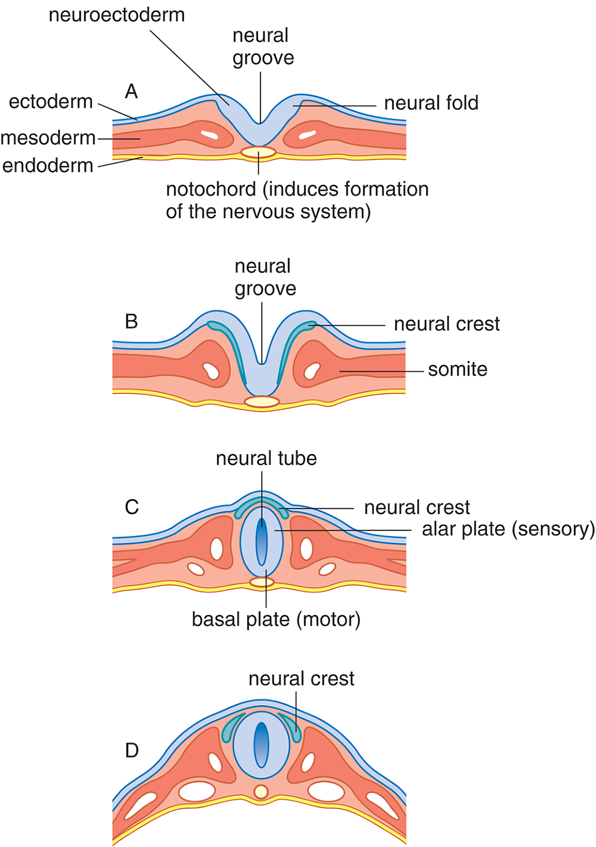 neural folds form in ectoderm above notochord with neural groove in the middle, closes to form tube with neural crest, alar and basal plates