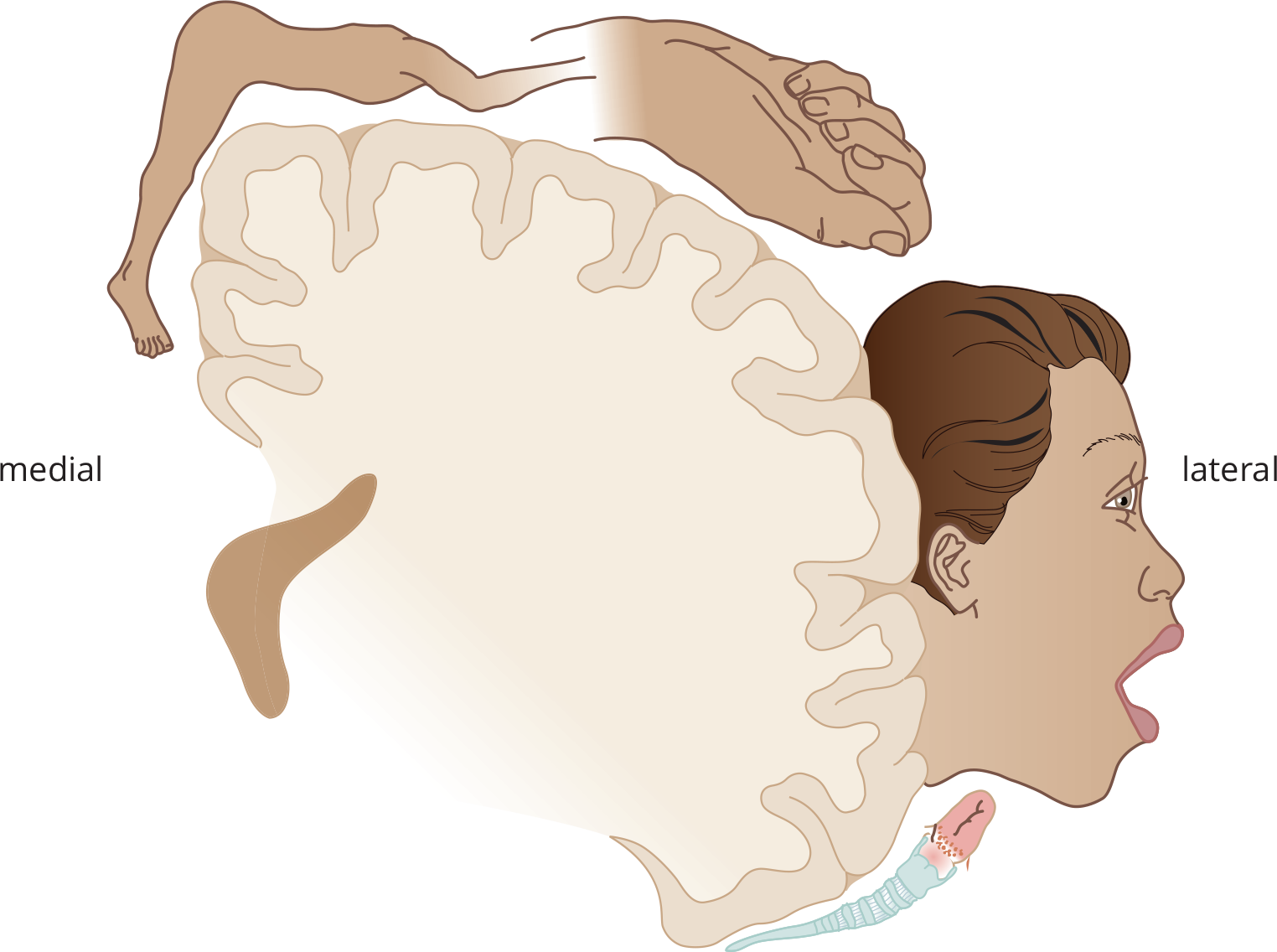 medial-most: leg, followed by chest, arm, and hand (very enlarged), face (very enlarged), tongue and trachea