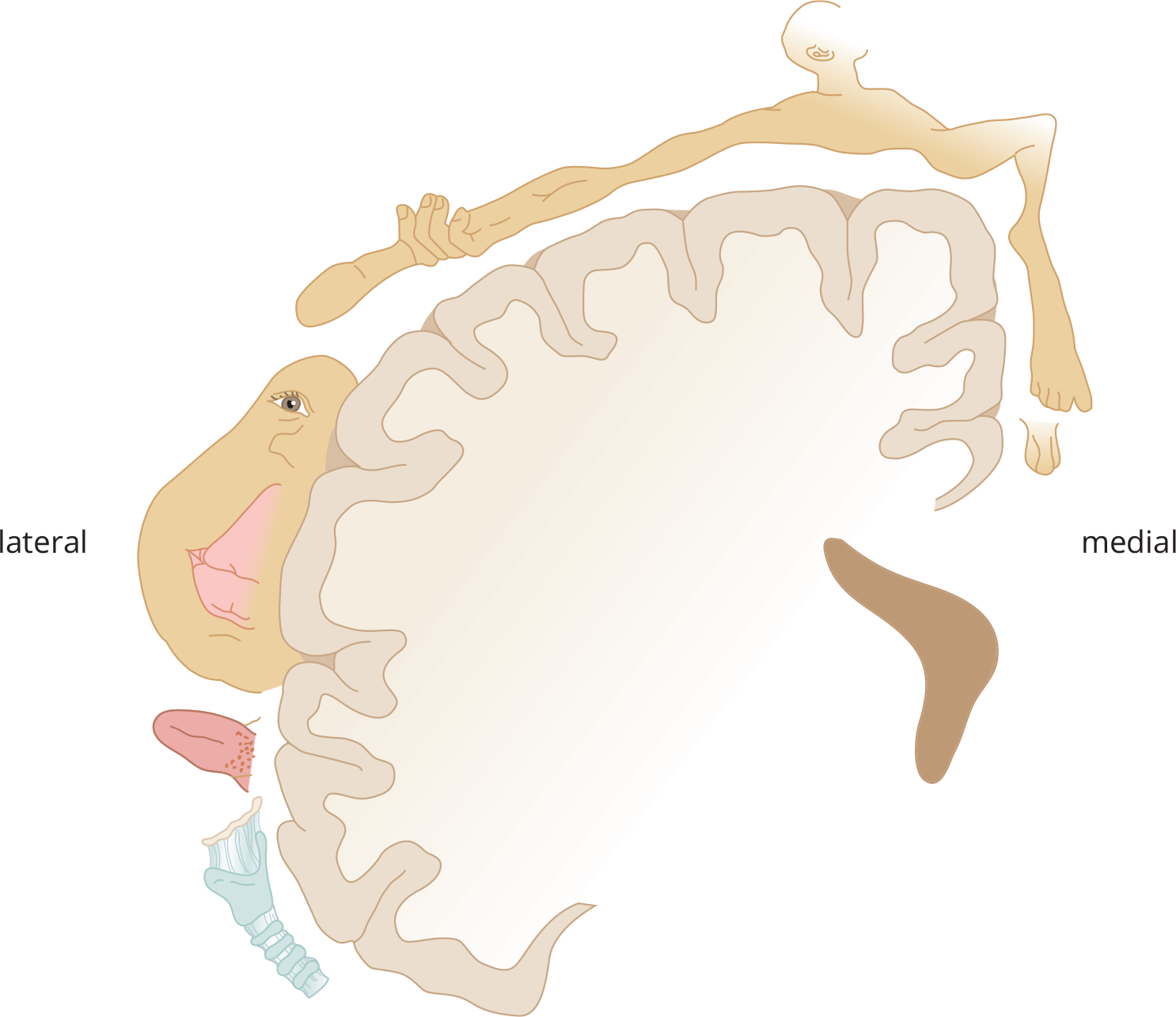 medial-most: genitals, foot (enlarged), leg, chest, arm, hand, thumb (very enlarged), face (lips very inlarged), tongue, trachea