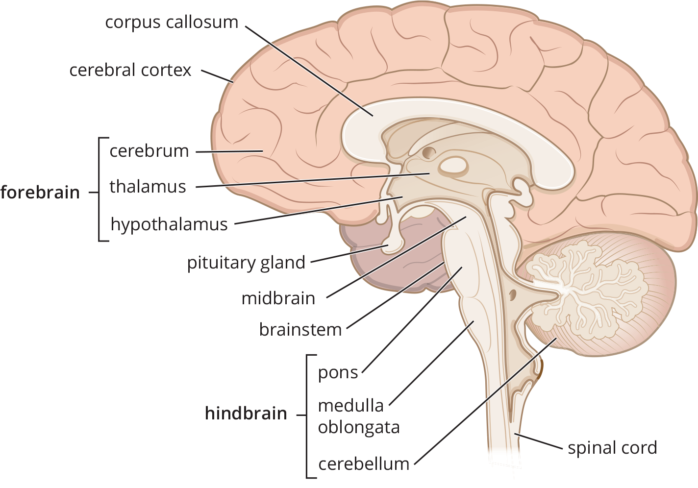 labeled: corpus callosum, thalamus, forebrain, telencephalon, diencephalon, thalamus, hypothalamus, midbrain, pituitary, temporal lobe, amygdala, hippocampus, pons, medulla oblongata, cerebellum