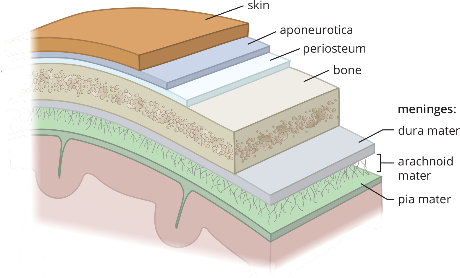 from exterior to interior: skin, periosteum, bone, dura mater, arachnoid mater, pia mater