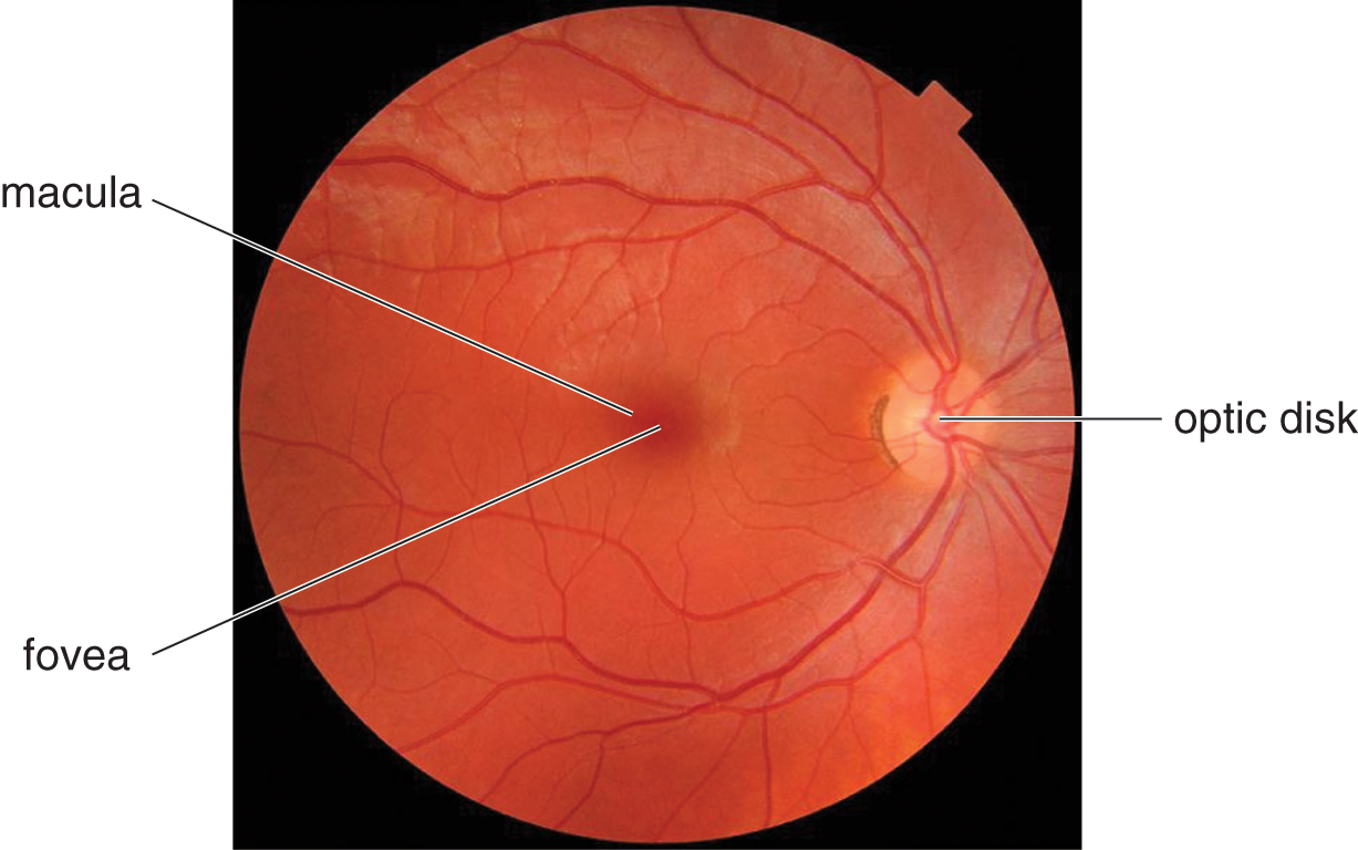 macula with fovea and optic disk with blood vessels emanating out