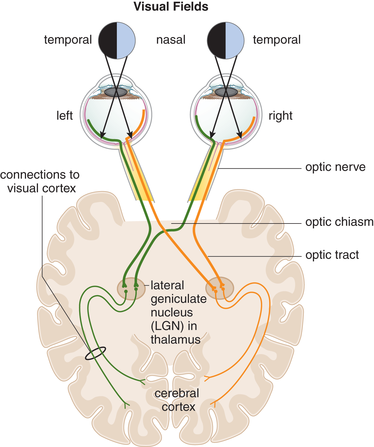nasal and temporal visual fields projecting into eyes (nasal visual field becomes temporal retina and vice versa), forming optic nerves with nasal fibers crossing in optic chiasm, forming optic tracts, projecting to lateral geniculate nucleus in thalamus and cerebral cortex