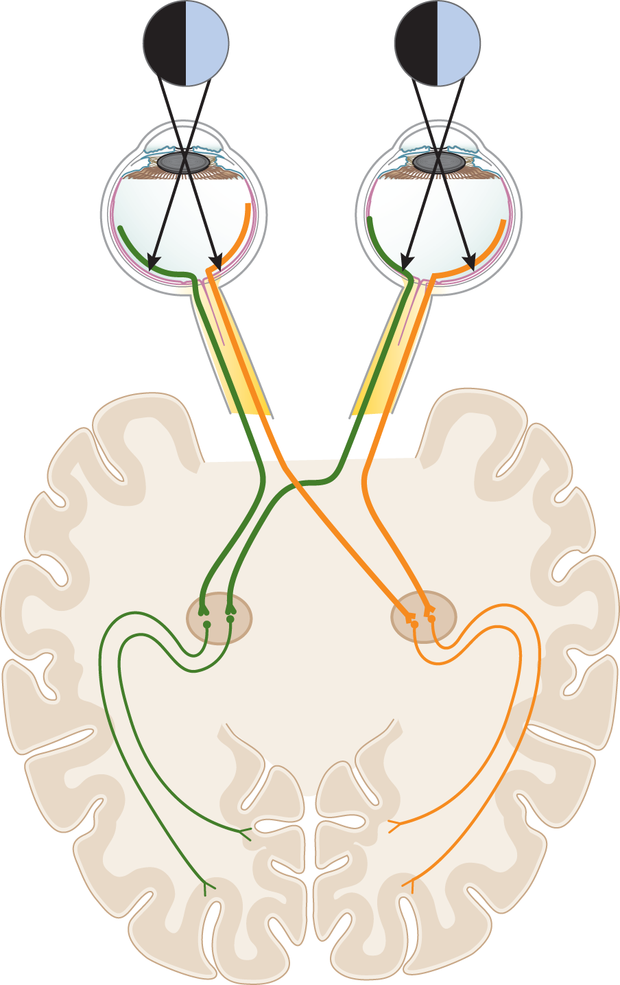 diagram of visual pathway