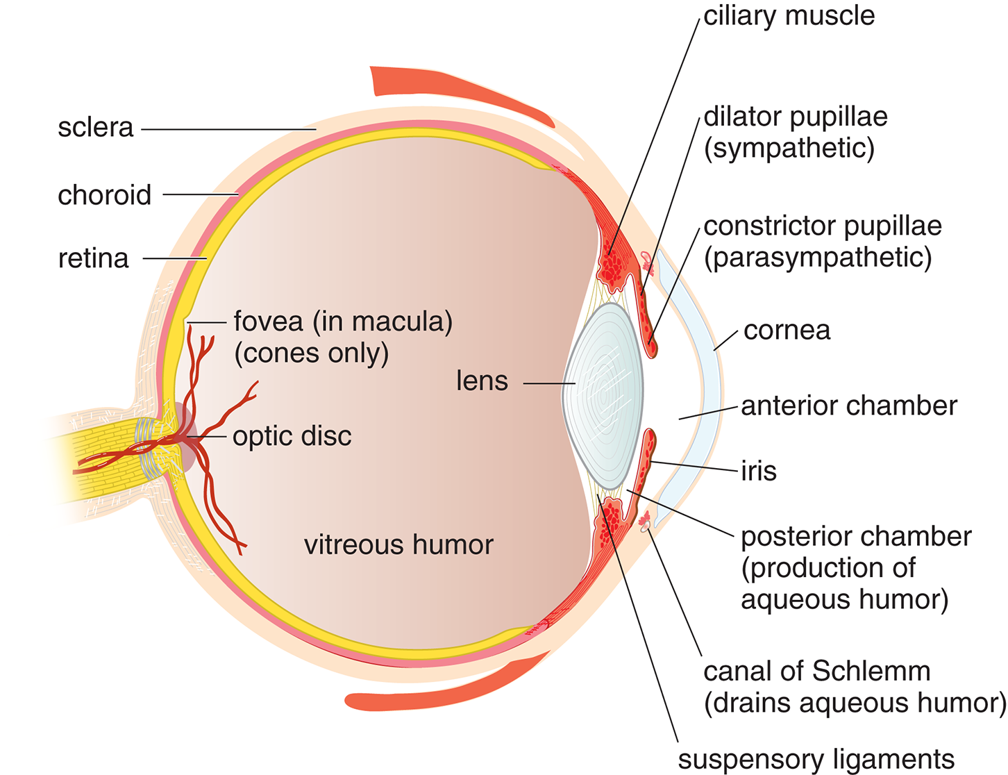 structures of eye described in following text