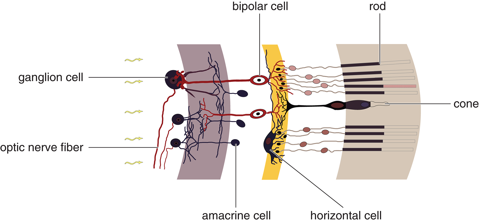 rod and cone, horizontal cell, bipolar cell, amacrine cell, ganglion cell, optic nerve fiber