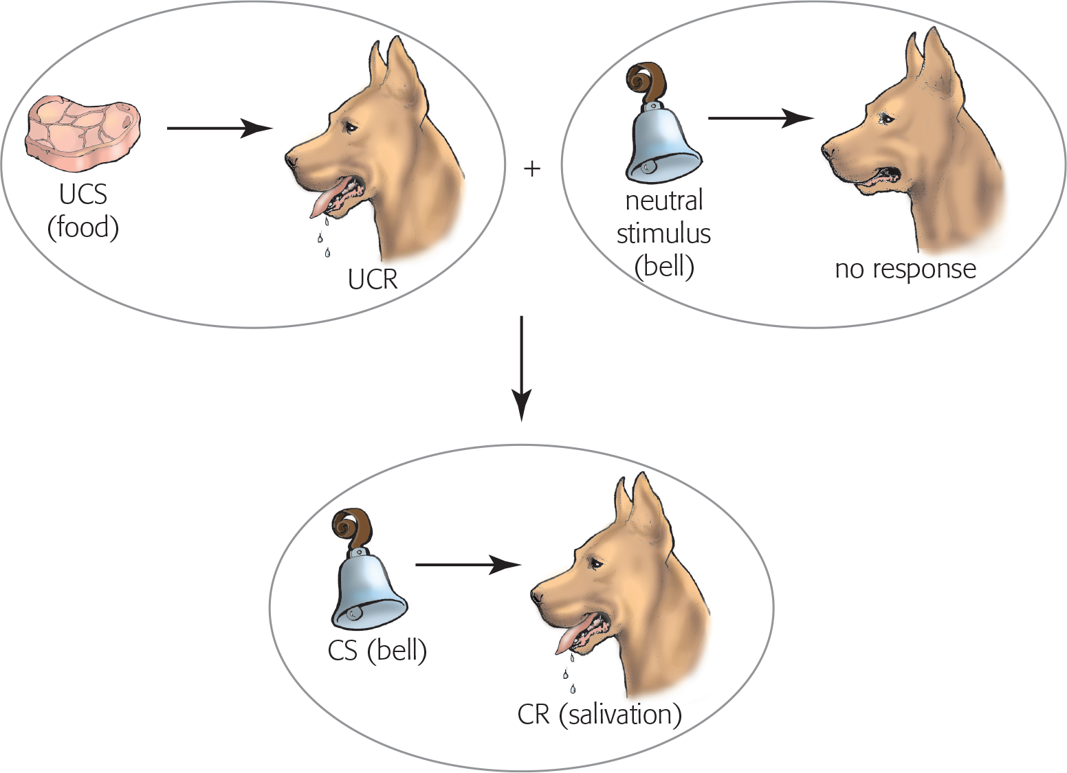food (UCS) leads to salivation (UCR); bell (neutral stimulus) leads to no response; after learning, bell (CS) leads to salivation (CR)
