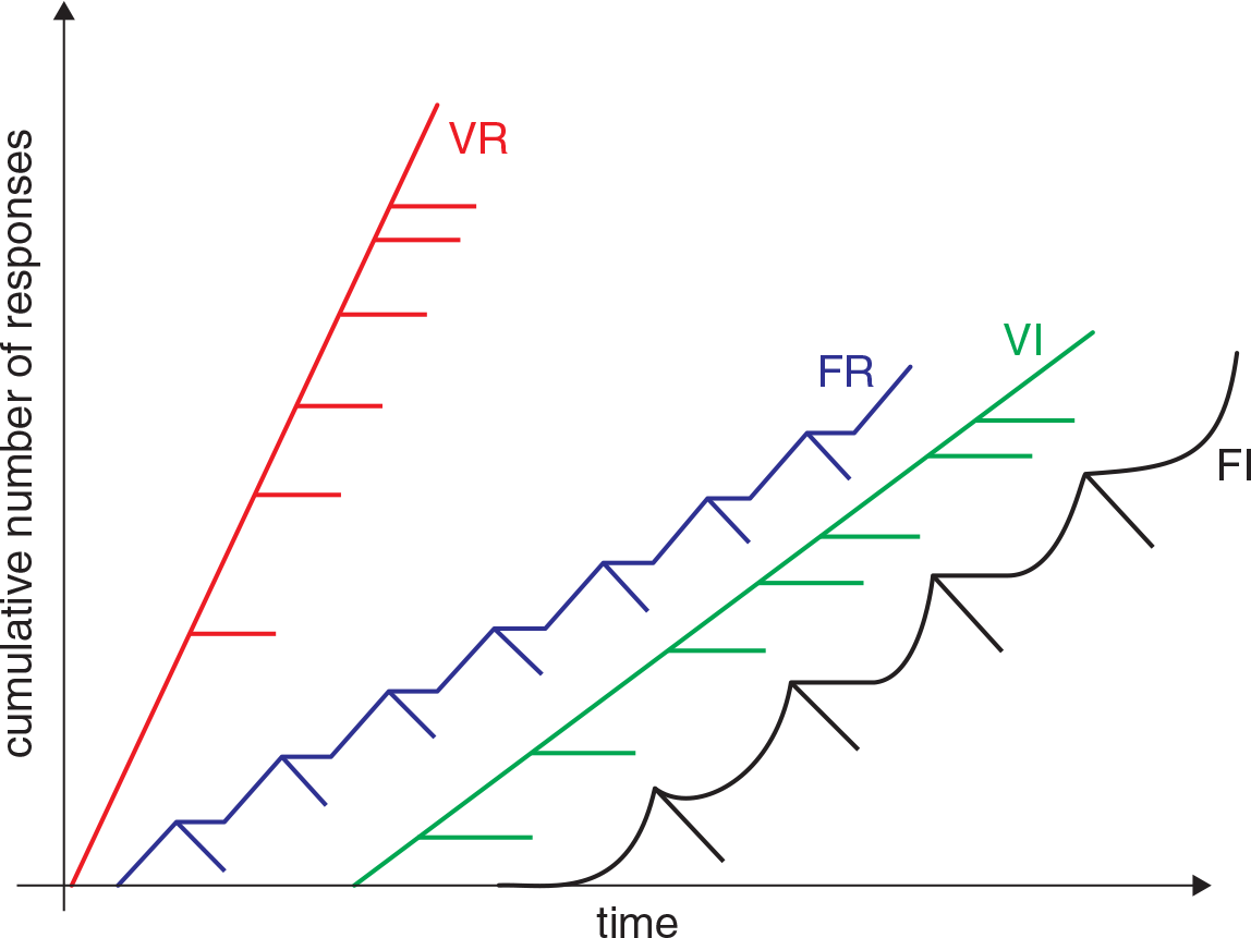 cumulative number of responses vs. time; VR is steepest; other schedules roughly same slope but FR and FI have wave-like pattern with increased slope at the end of each ratio or interval