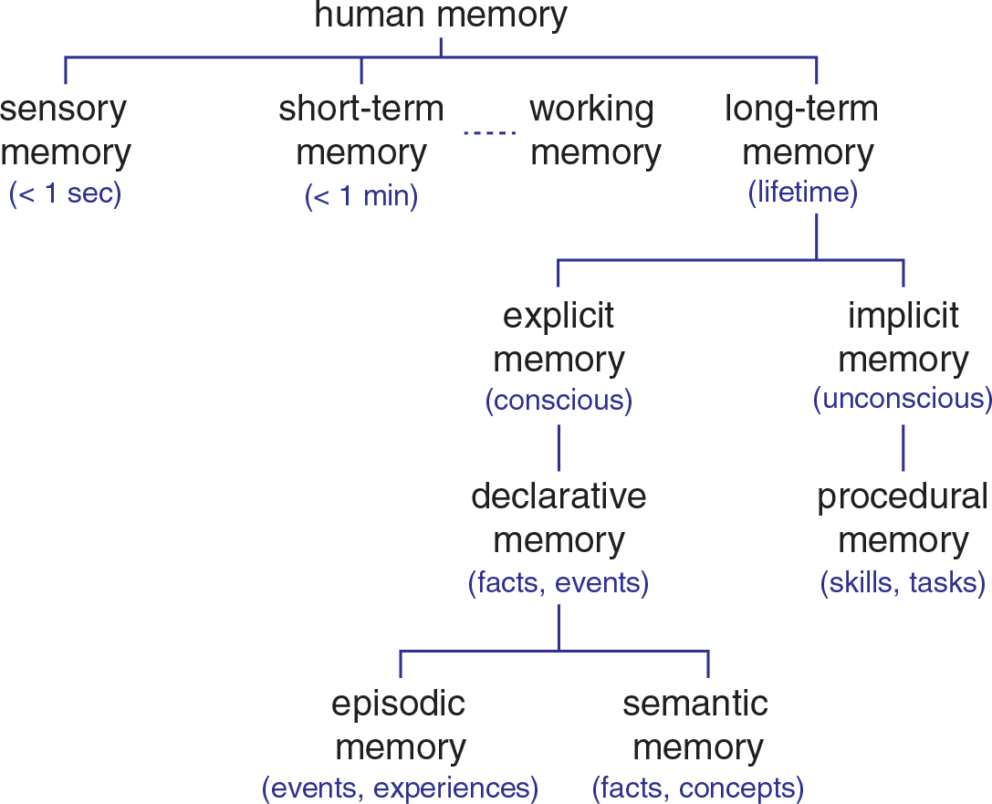 sensory (<1 sec), short-term (<1 min) and working, long-term (lifetime); long-term divides into explicit/declarative (conscious, facts, events) and implicit/procedural (unconscious, skills, tasks); declarative divides into episodic (events, experiences) and semantic (facts, concepts)