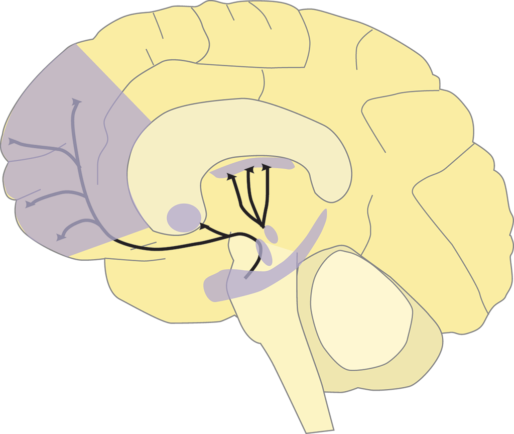 dopaminergic pathways in the brain