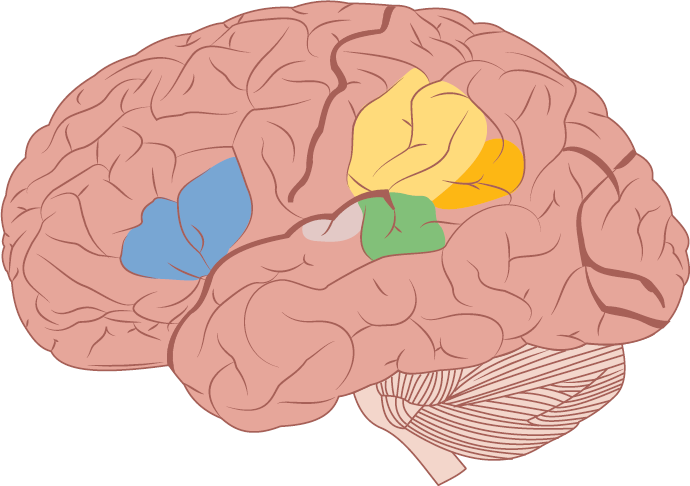 brain areas associated with language