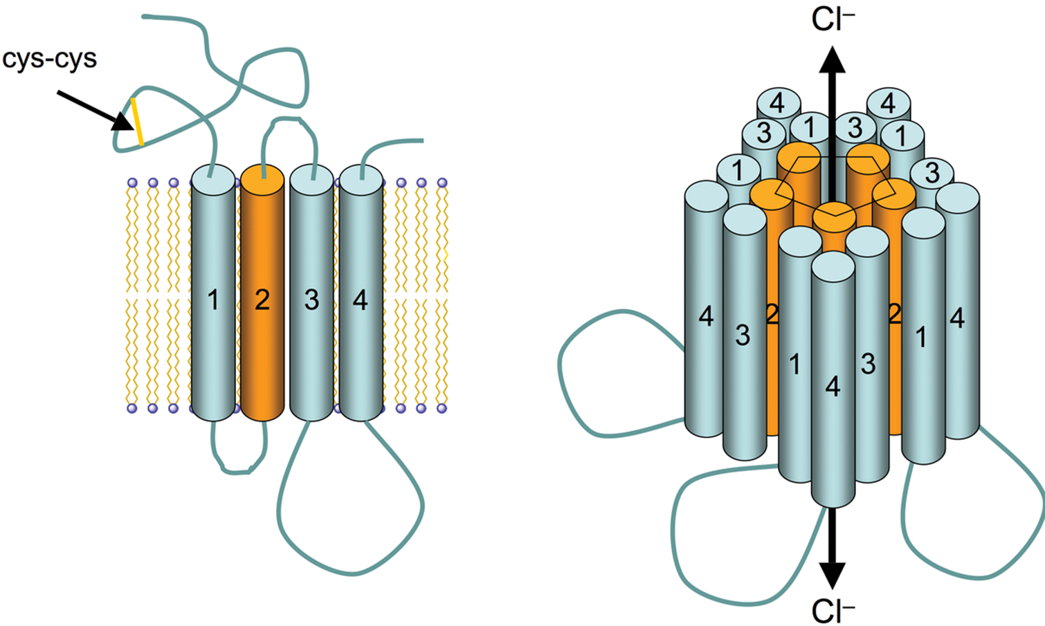 four transmembrane segments grouped together in groups of five, with chloride passing through the middle