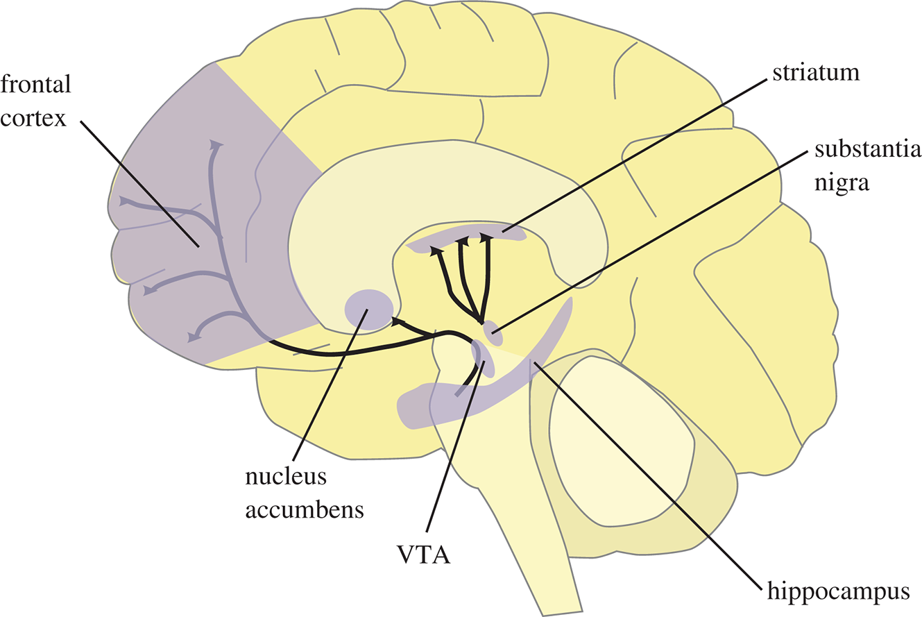 substantia nigra and striatum, hippocampus, ventral tegmental area, nucleus accumbens, and frontal cortex