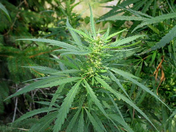 large, leafy plant with small white and orange "hairs" and shiny crystals