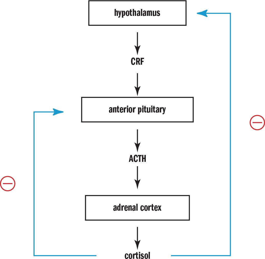 hypothalamus releases CRF, which make anterior pituitary release ACTH, which makes adrenal cortex release cortisol, which inhibits the hypothalamus and anterior pituitary