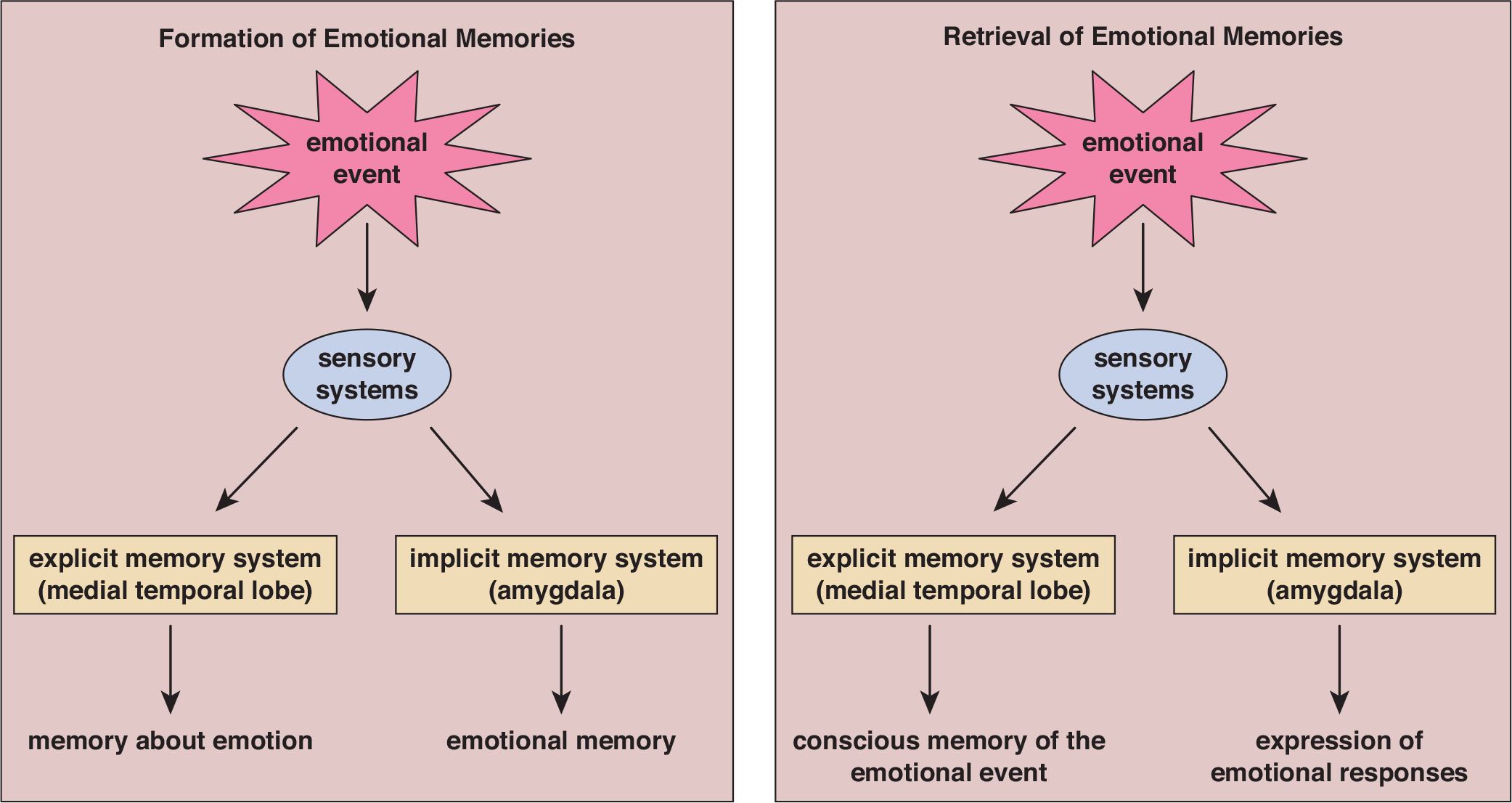 formation of emotional memories: event perceived by sensory systems and coded in explicit memory (medial temporal lobe - memory about emotion) and implicit memory (amygdala - emotional memory); when retrieved, event recalls both systems