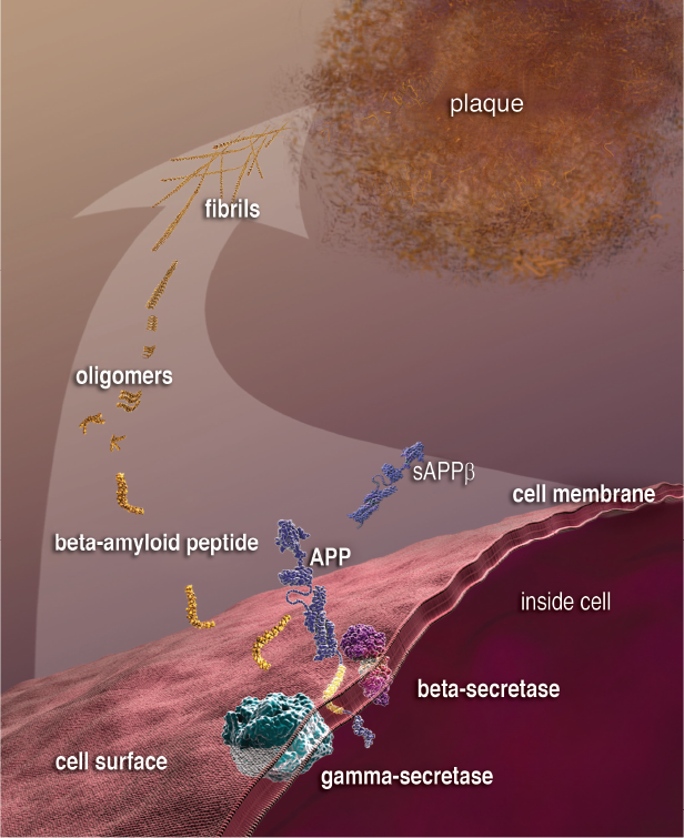 amyloid precursor protein given off as beta-amyloid peptide, which forms oligomers, fibrils, and plaques