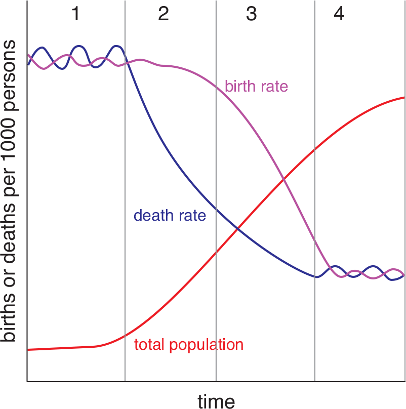 1: high birth and death rate, low population; 2: death rate drops, population increases; 3: birth rate drops, population continues increasing at slower rate; 4: low birth and death rates, large population
