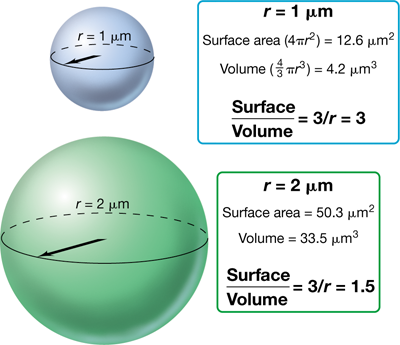 Ch 1 fig (p. 0)