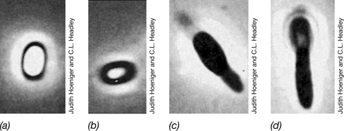 Ch 2 fig (p. 0)