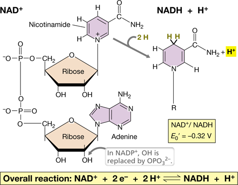 Ch 3 fig (p. 0)