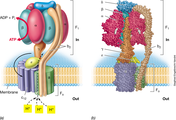 Ch 3 fig (p. 0)