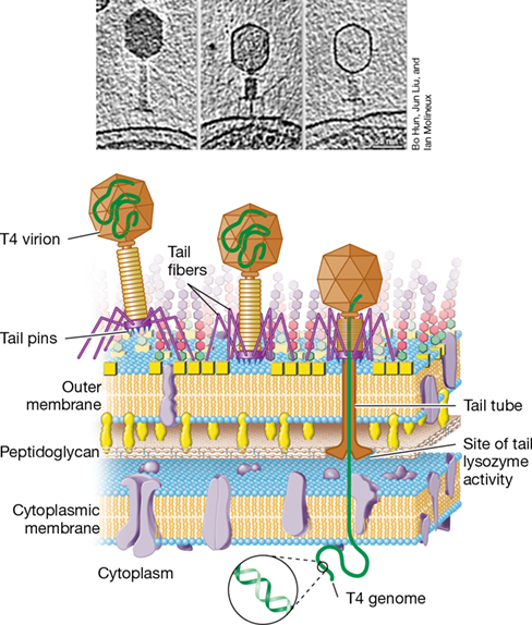 Ch 5 fig (p. 0)