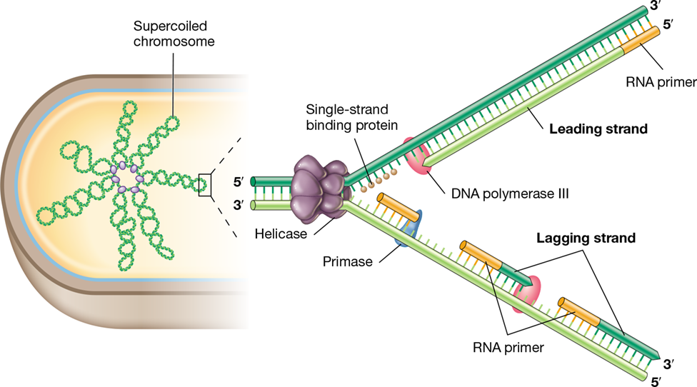 Ch 6 fig (p. 0)