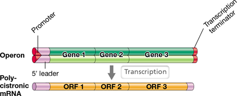 Ch 6 fig (p. 0)