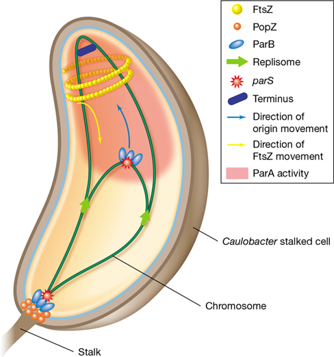 Ch 8 fig (p. 0)