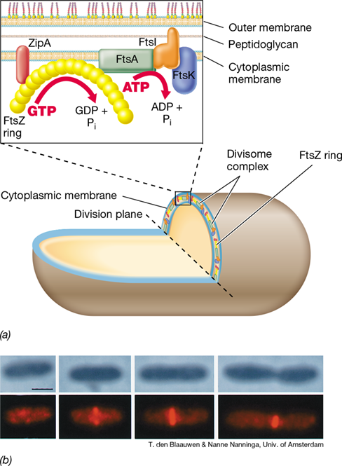 Ch 8 fig (p. 0)